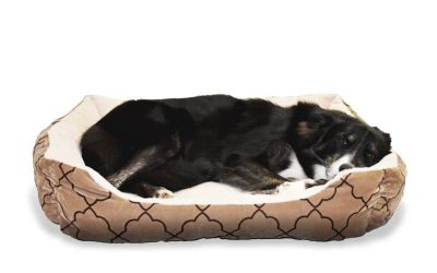 How to Keep a Dog Bed Fresh & Clean