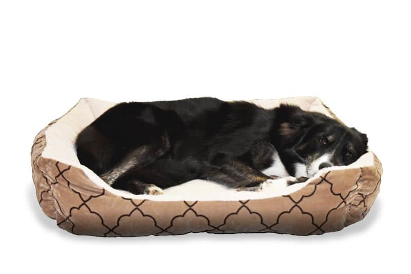 How to Keep a Dog Bed Fresh & Clean - House Cleaning Pineville NC