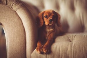 Cleaning Pet Hair in Your Home
