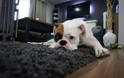 How Can Pet Owners Maintain A Cleaner Home