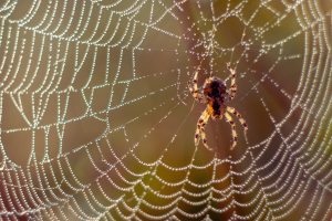 spider-web - The Organic Maids spider building web outside home